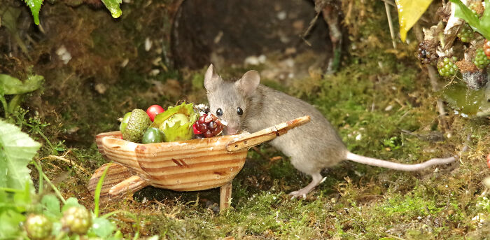 I Built A Scaled-Down Village For Wild Mice In My Garden, And They Love It I Built A Scaled-Down Village For Wild Mice In My Garden, And They Love It