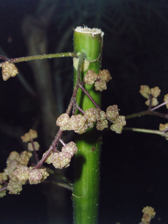 35 Weird Foods That We Now Know Are Edible, But It’s Surprising How Our Ancestors Found That Out, As Pointed Out By Folks Online - 5