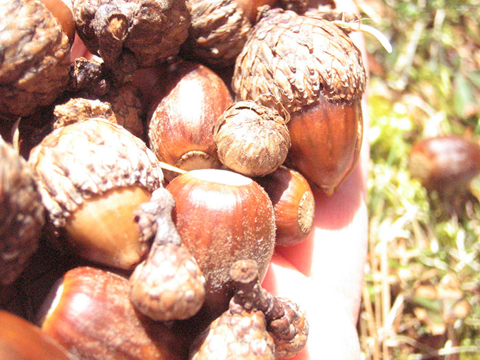 35 Weird Foods That We Now Know Are Edible, But It’s Surprising How Our Ancestors Found That Out, As Pointed Out By Folks Online - 30