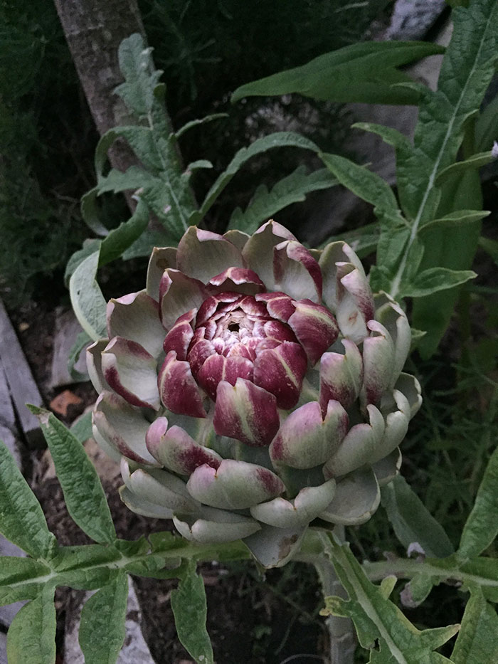 35 Weird Foods That We Now Know Are Edible, But It’s Surprising How Our Ancestors Found That Out, As Pointed Out By Folks Online - 19