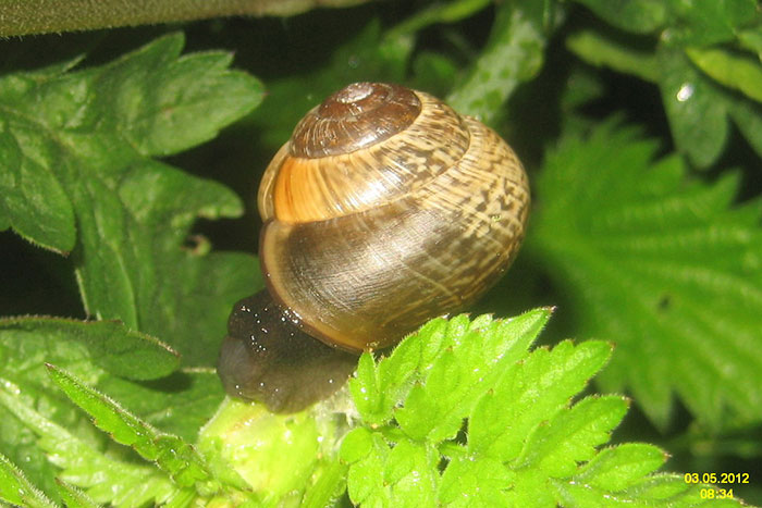 35 Weird Foods That We Now Know Are Edible, But It’s Surprising How Our Ancestors Found That Out, As Pointed Out By Folks Online - 10