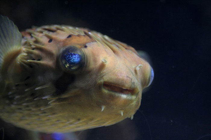 35 Weird Foods That We Now Know Are Edible, But It’s Surprising How Our Ancestors Found That Out, As Pointed Out By Folks Online - 3