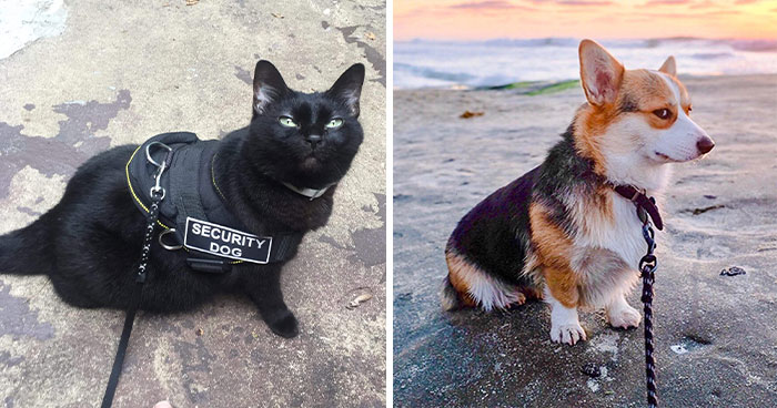 “A Place Where We Can Laugh At Our Non-Human Friends”: 50 Times This Online Group Made Our Days Better