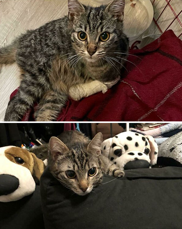 My Little Survivor , It’s Such A Huge Change