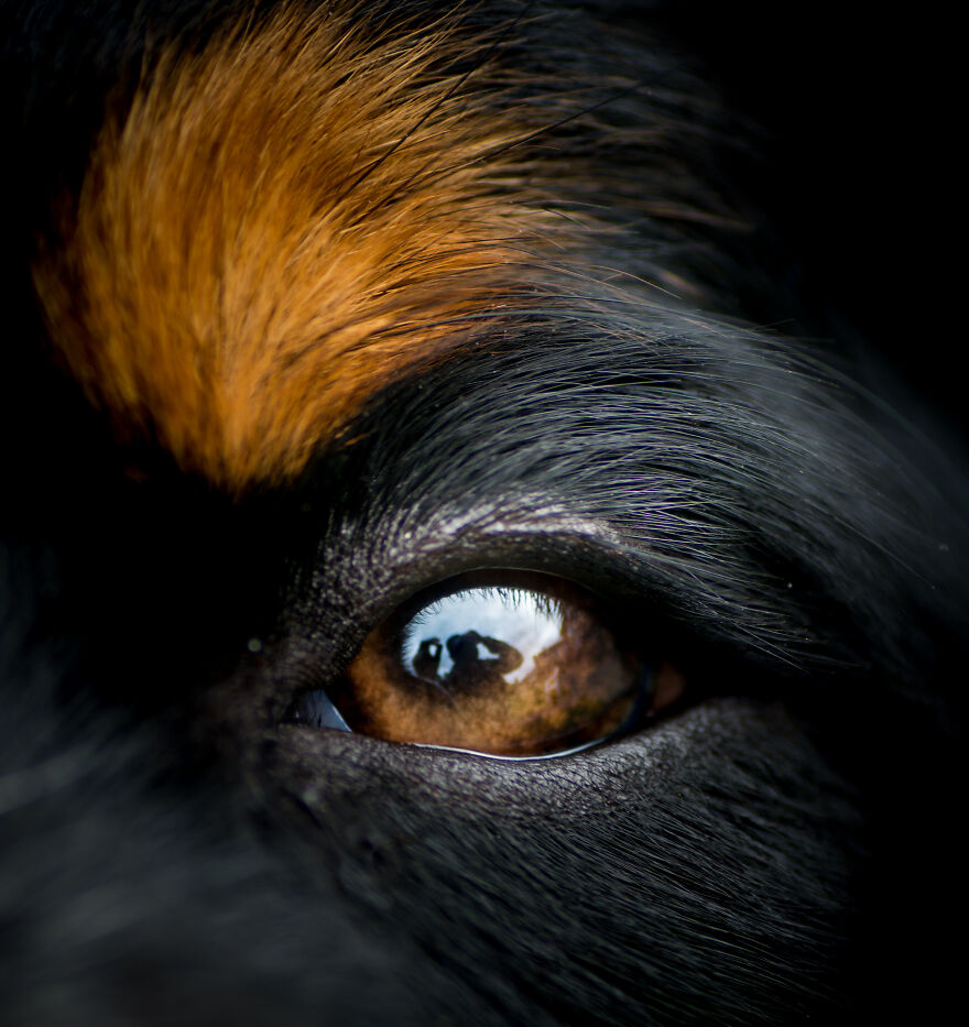 40 Photos Showing A 5-Year Difference Of Our Dog: Puppy To Adult