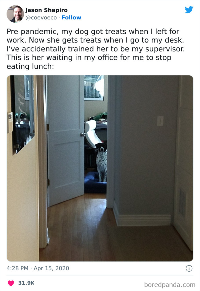 Supervisor Dog Monitors Your Lunch Breaks