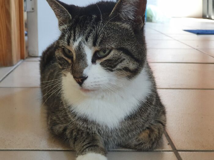 Prince Bora, He Thinks It's Allowed To Slap The Dog