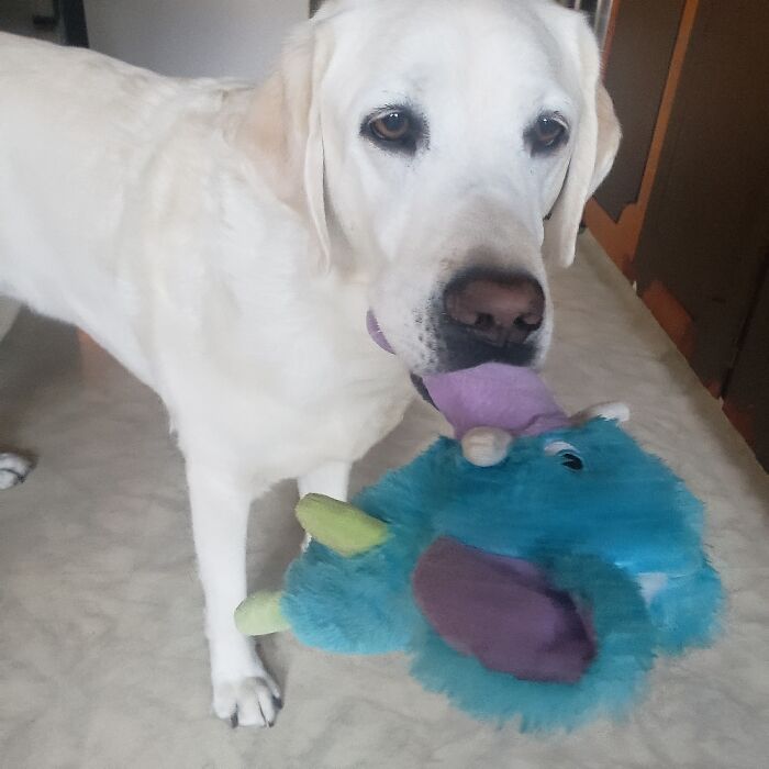 Smitty & His Elephant