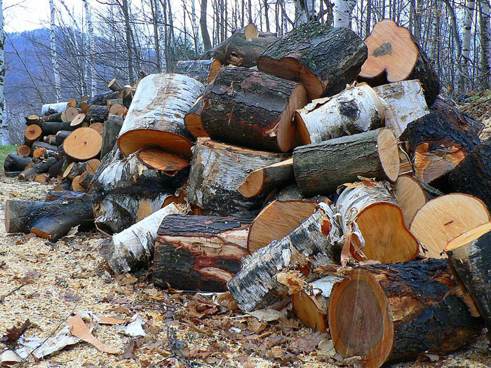 Woman Gets &ldquo;Nuclear Revenge&rdquo; On Neighbor Who Flooded Their Lot And Cut Down 23 Of Their Trees