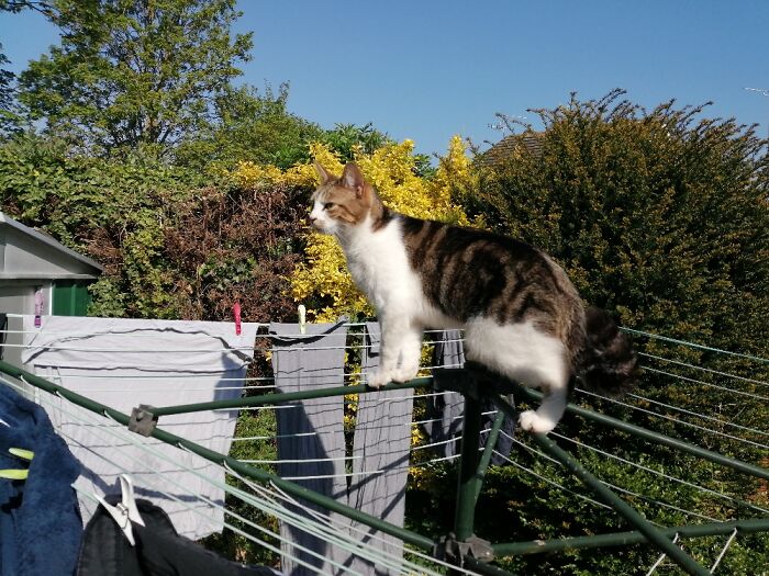 Thought He Could Catch The Bird