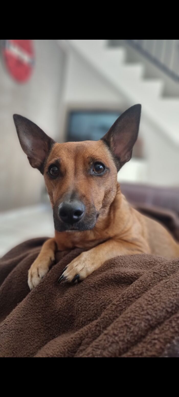 This Is Molly. Our Beautiful 7 Year Old Rescue Baby