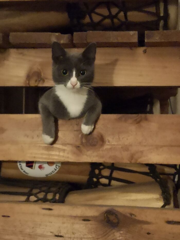 Mink Investigating Our Work Instruments!