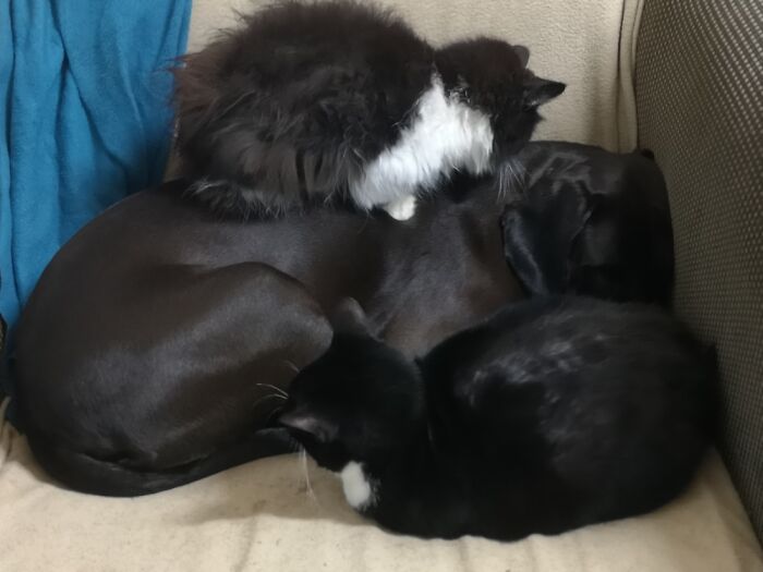 Not Sure If Fuli Thinks The Cats Make Good Camouflage Or Vice Versa!