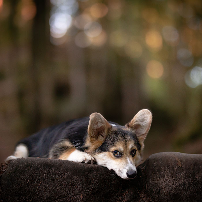 Dogs Showing Their Personality: 25 Cute Photos I Took (New Pics)