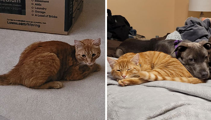 “Oh My God, That’s Him!”: Family In Shock As Cat Lost During Move Shows Up At Their New House 2 Months Later