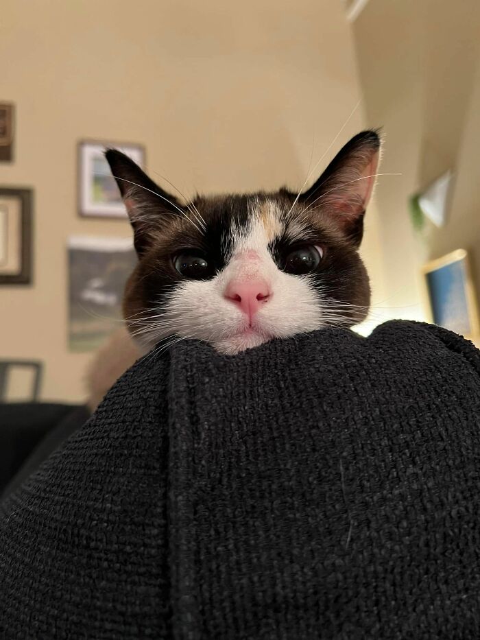 Lola quiere que le presten un poco de atención