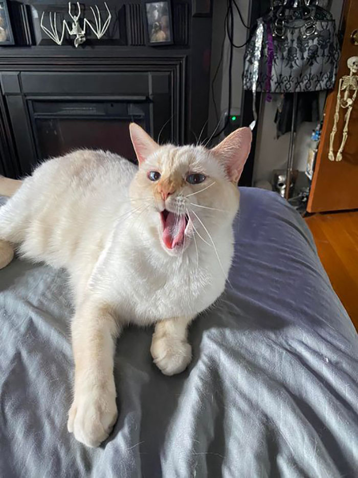 White cat yawning while laying on bed 