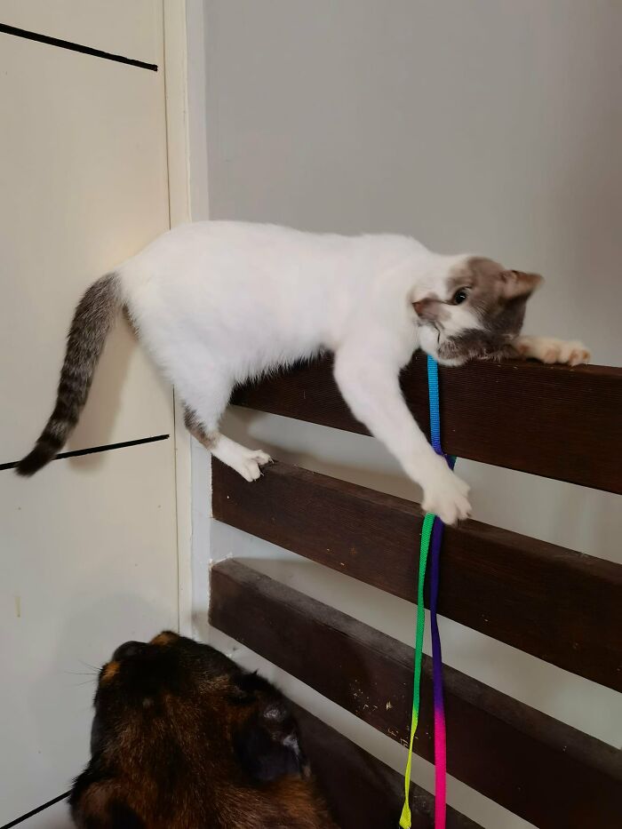 Not Sure What These Two Are Up To