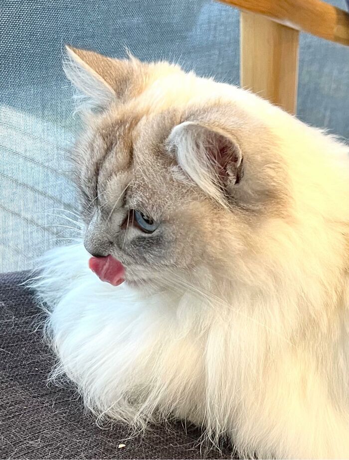 Cat In A Local Cafe Today