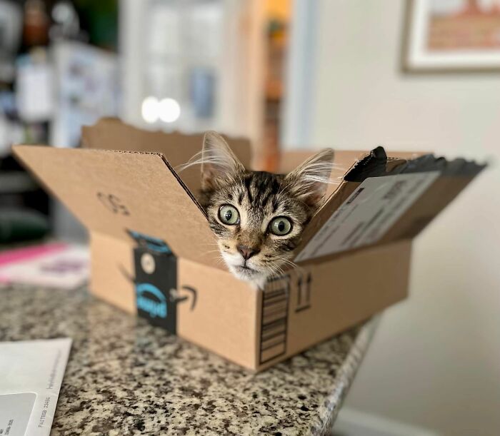 Our Lil’ 5 Month-Old Boy Martini Being Silly