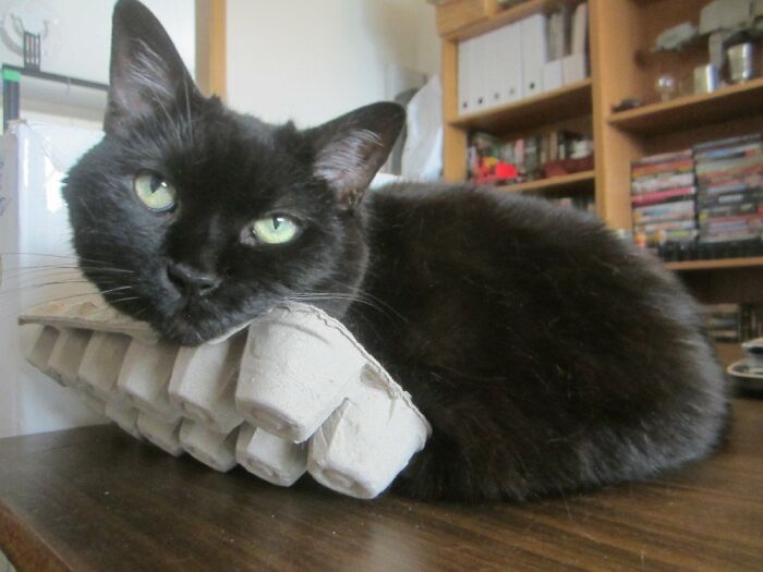 Velvet está ahí siendo linda con su cartón de huevos