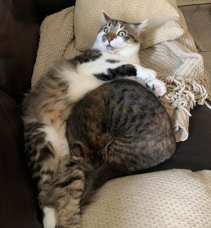 Nothing To See Here, Purely Innocent Snuggling