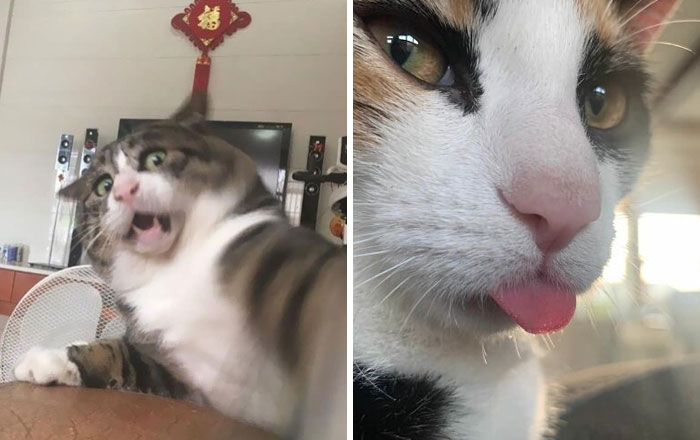 40 Divertidas fotos de gatos poniendo sus caras más graciosas