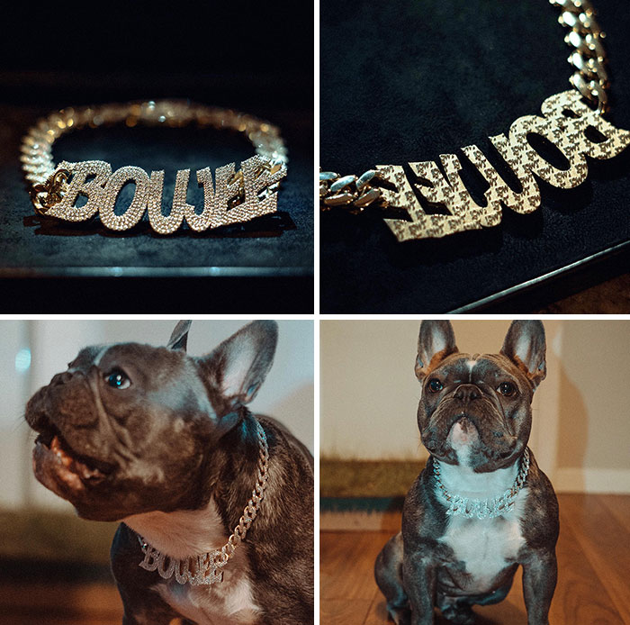 Dog wearing a custom gold necklace, showcasing wealth in celebrity fashion style.