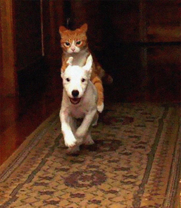 And I Looked, And Behold, A Pale Horse. And The Rider's Name Was Death