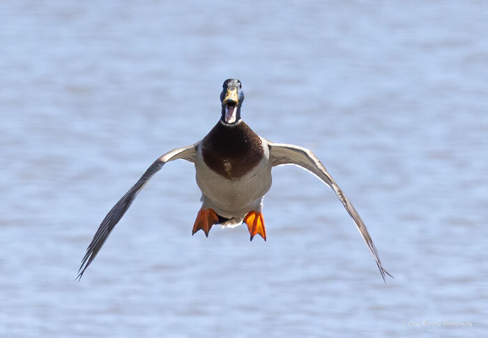 Mallard duck captured mid-flight with wings spread wide, featured in comedy wildlife photography awards 2022.