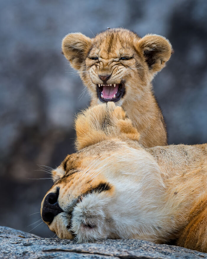 Lion cub playfully biting its mother’s ear in a funny moment from the comedy wildlife photography awards 2022 entries.