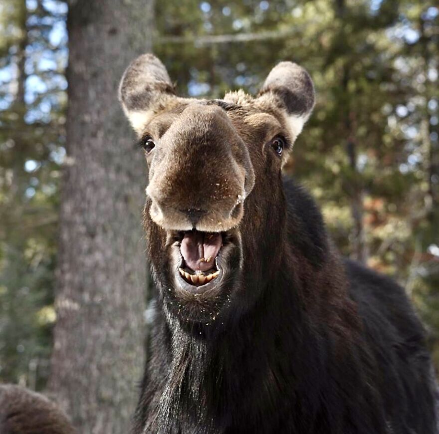 "Laughing Moose" By Kerry Singleton