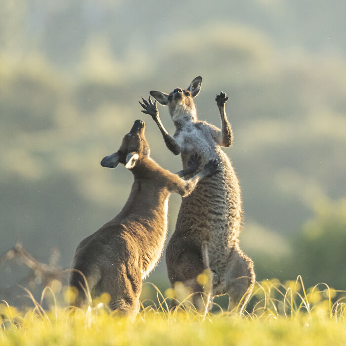 Two kangaroos seemingly boxing in a sunlit field, a funny moment from the Comedy Wildlife Photography Awards 2022.