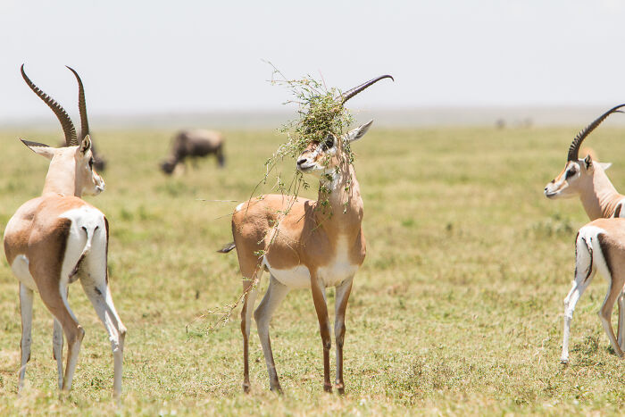 Antelopes in a grassy field with one humorously covered in plants, featured in comedy wildlife photography awards entries.