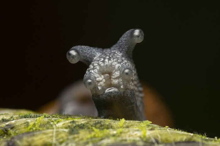 Close-up of a snail with unique eye stalks featured in the Comedy Wildlife Photography Awards 2022 funniest entries.