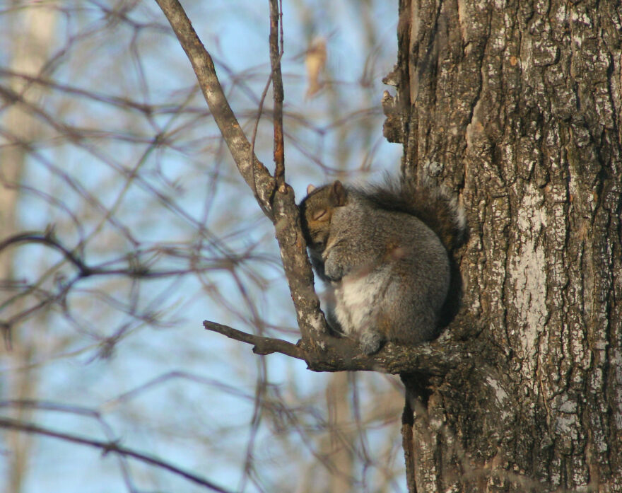 "Post Lunch Nap" By Stuart Malcolm