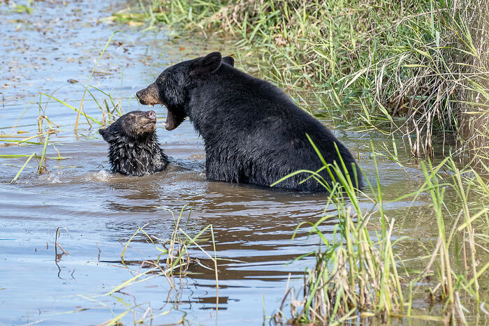 Two black bears playfully interacting in water, showcasing a humorous moment for the Comedy Wildlife Photography Awards 2022.