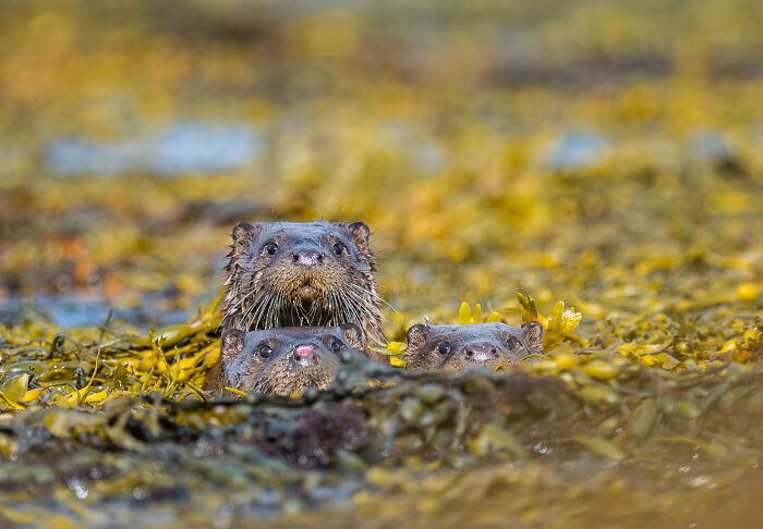 Three otters peeking through seaweed in a wildlife scene captured for the comedy wildlife photography awards 2022.