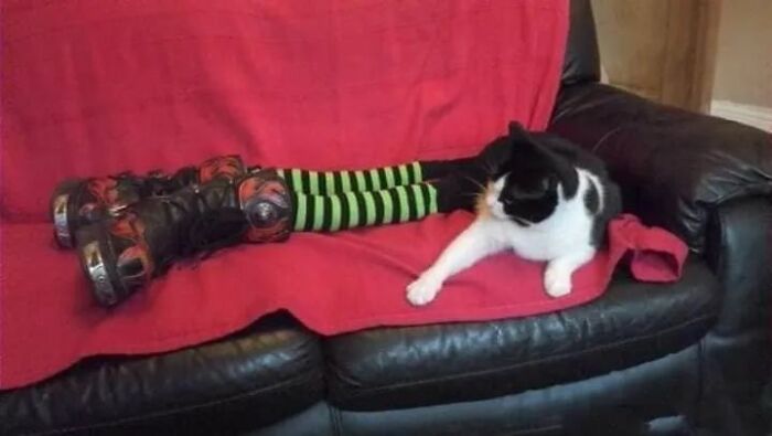 25 Cats That Amazed Everyone By Wearing Tights