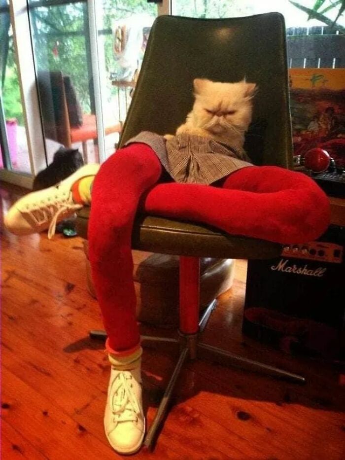 25 Cats That Amazed Everyone By Wearing Tights