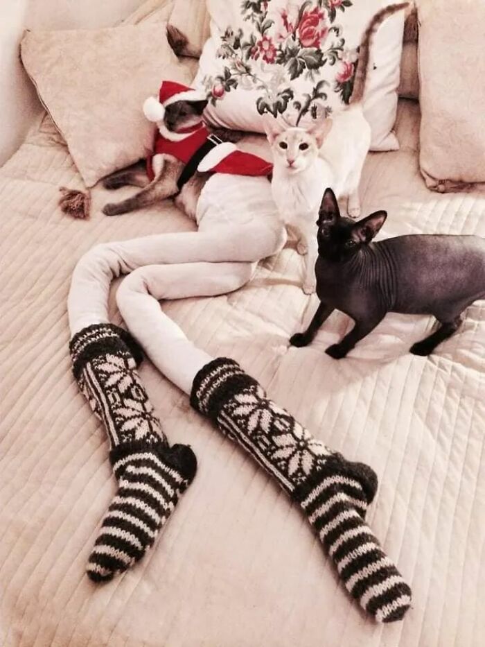 25 Cats That Amazed Everyone By Wearing Tights
