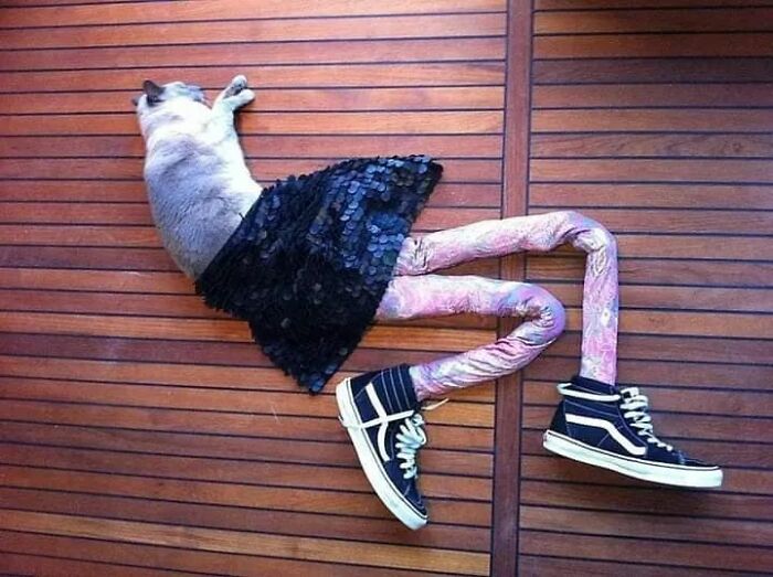 25 Cats That Amazed Everyone By Wearing Tights