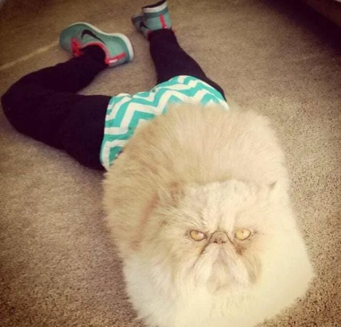 25 Cats That Amazed Everyone By Wearing Tights