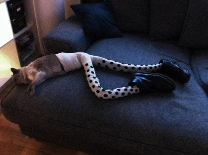 25 Cats That Amazed Everyone By Wearing Tights