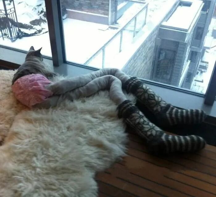 25 Cats That Amazed Everyone By Wearing Tights