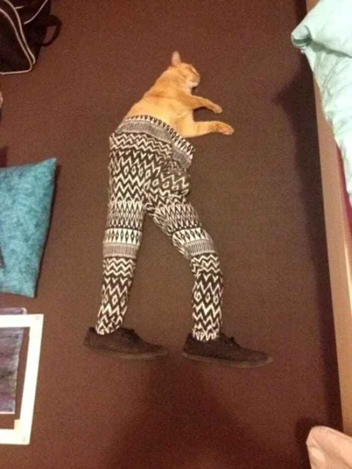 25 Cats That Amazed Everyone By Wearing Tights