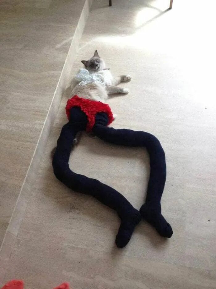 25 Cats That Amazed Everyone By Wearing Tights