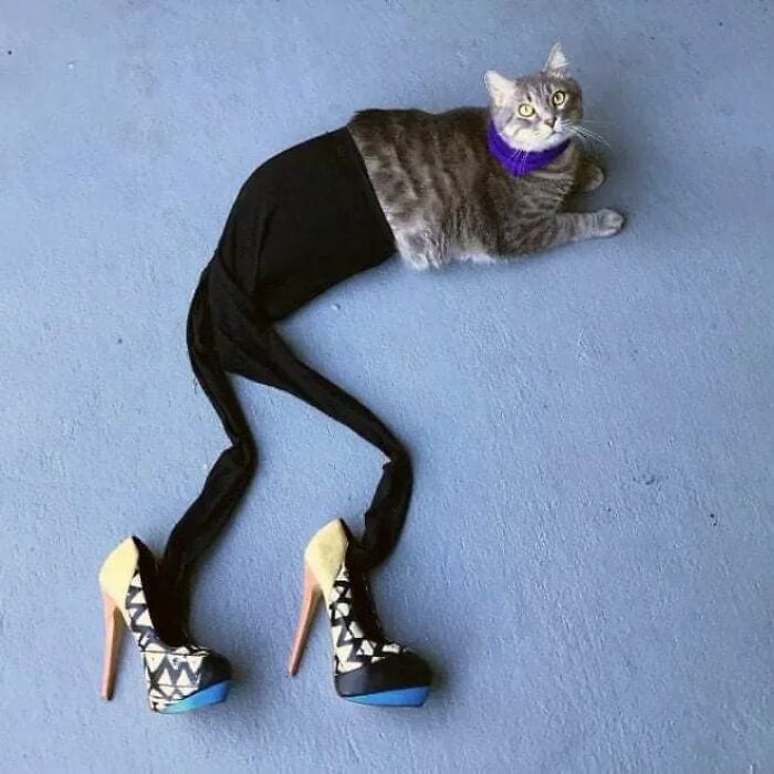 25 Cats That Amazed Everyone By Wearing Tights