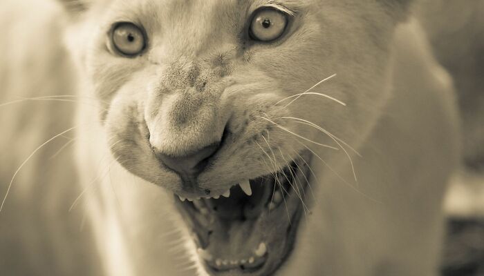 I Captured How These White Lion Cubs Grew Into Real Little Lions