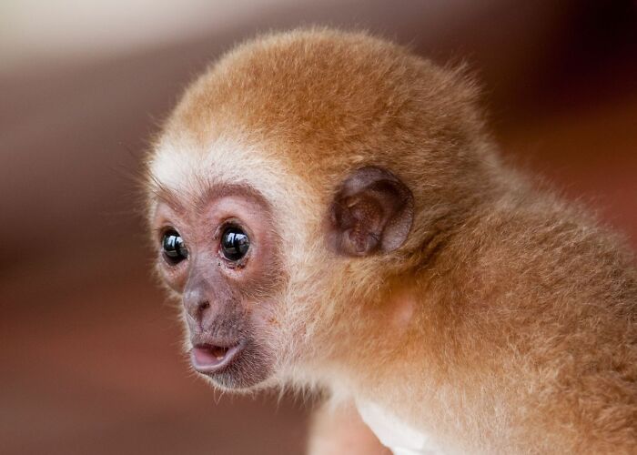 Baby Gibbon Delphina Still Lives With Her Zookeeper Mother Zera